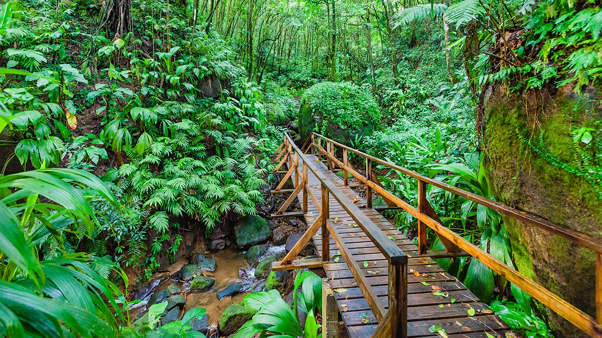 Saint Vincent jungle